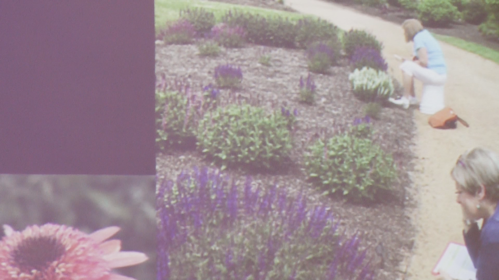 Thumbnail image for The Pollinator Pathway